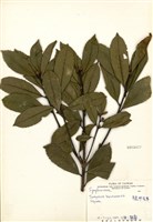 藏品(平遮那灰木)的圖片